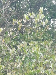 Chamaemeles coriacea