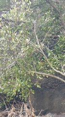 Chamaemeles coriacea