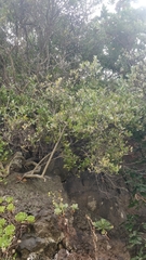 Chamaemeles coriacea