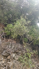 Chamaemeles coriacea