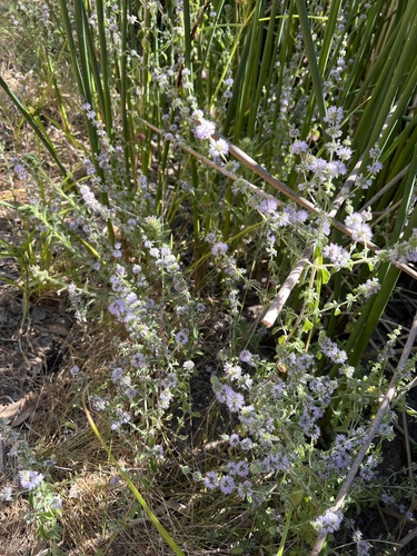 iNaturalist observation photo of Pennyroyal