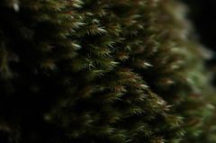 Orthothecium rufescens