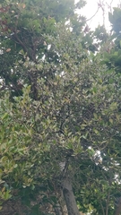 Chamaemeles coriacea