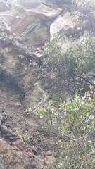 Chamaemeles coriacea