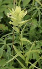 Castilleja unalaschcensis