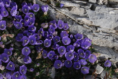 Campanula raineri