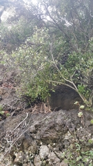 Chamaemeles coriacea