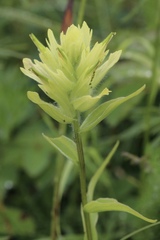 Castilleja unalaschcensis