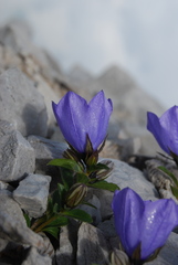Campanula raineri