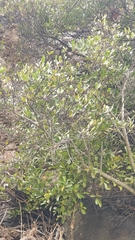 Chamaemeles coriacea