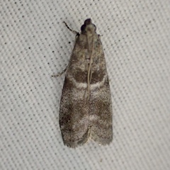 Actrix nyssaecolella