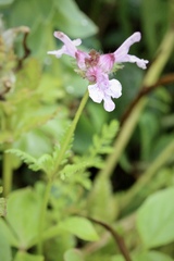 Pedicularis verticillata