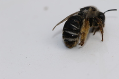 Melissodes subillatus