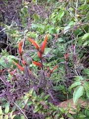 Castilleja integrifolia
