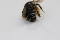 Melissodes subillatus