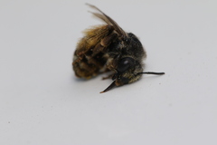 Melissodes subillatus