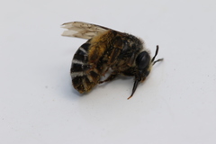 Melissodes subillatus