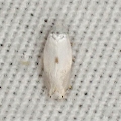 Pseudopostega quadristrigella