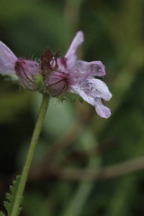 Pedicularis verticillata