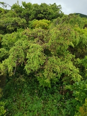 Juniperus brevifolia