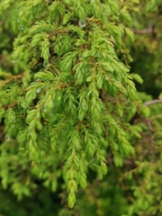 Juniperus brevifolia
