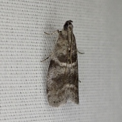 Actrix nyssaecolella