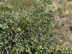 Amelanchier nantucketensis