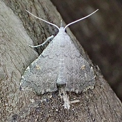 Redectis pygmaea