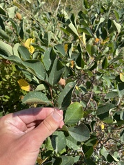 Amelanchier nantucketensis