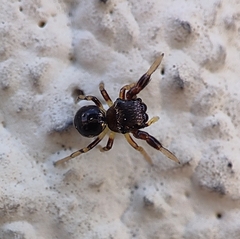 Harmochirus brachiatus