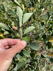 Amelanchier nantucketensis