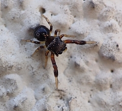 Harmochirus brachiatus