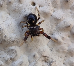 Harmochirus brachiatus