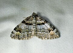 Xanthorhoe abrasaria