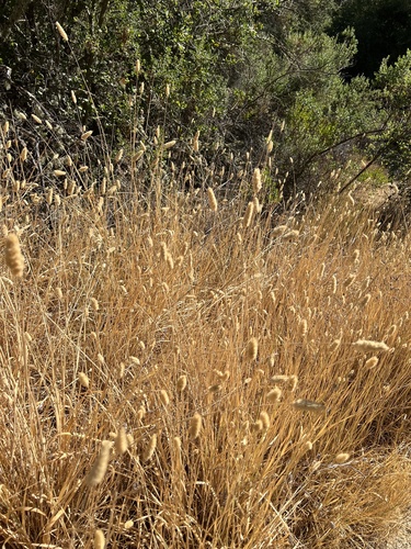 iNaturalist observation photo of harding grass