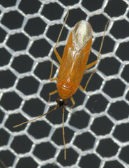 Phylus melanocephalus