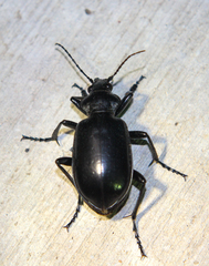 Calosoma peregrinator
