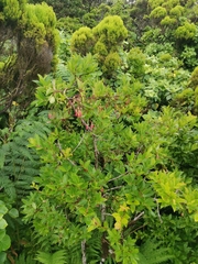 Vaccinium cylindraceum