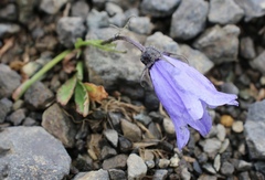 Campanula lasiocarpa