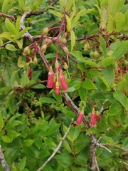 Vaccinium cylindraceum
