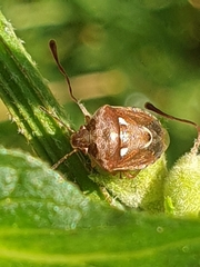 Stagonomus bipunctatus