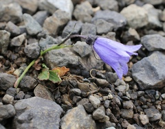 Campanula lasiocarpa