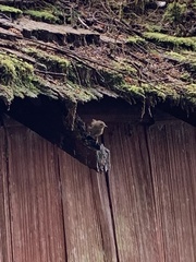 Troglodytes pacificus