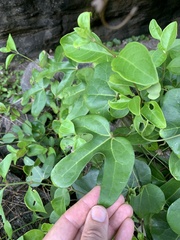 Aristolochia trilobata