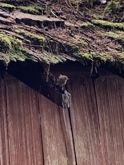 Troglodytes pacificus