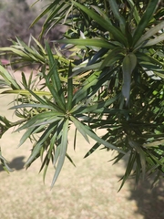 Podocarpus henkelii