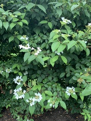 Viburnum plicatum