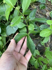 Aristolochia trilobata