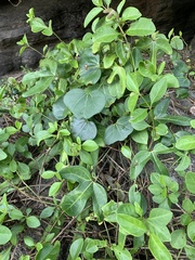 Aristolochia trilobata
