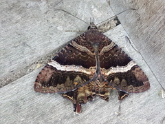 Coronidia leachi